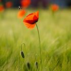 Poppy Love