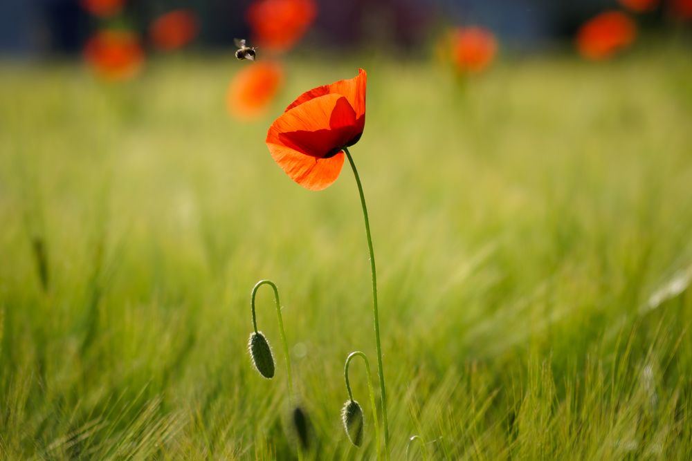 Poppy Love