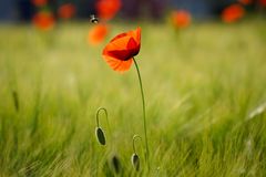 Poppy Love