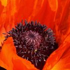 Poppy Macro.