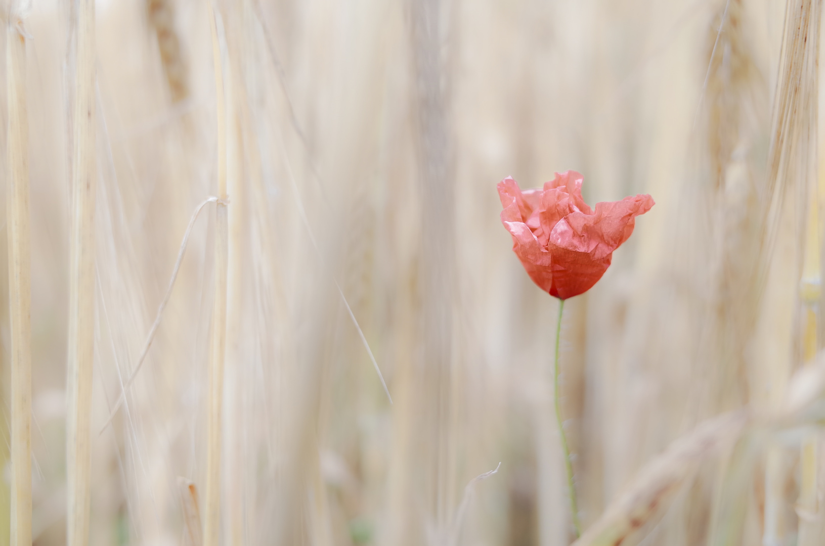 Poppy on Plain