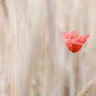 Poppy on Plain