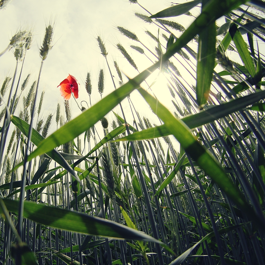 poppy on the grain field_5