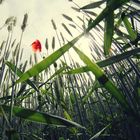 poppy on the grain field_5