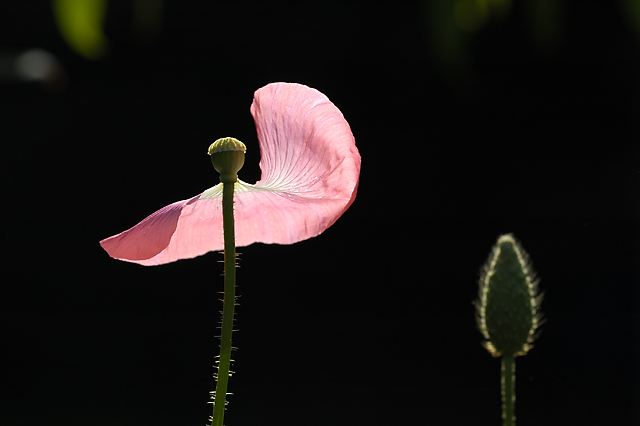 Poppy On The Wind