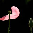 Poppy On The Wind