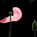 Poppy On The Wind