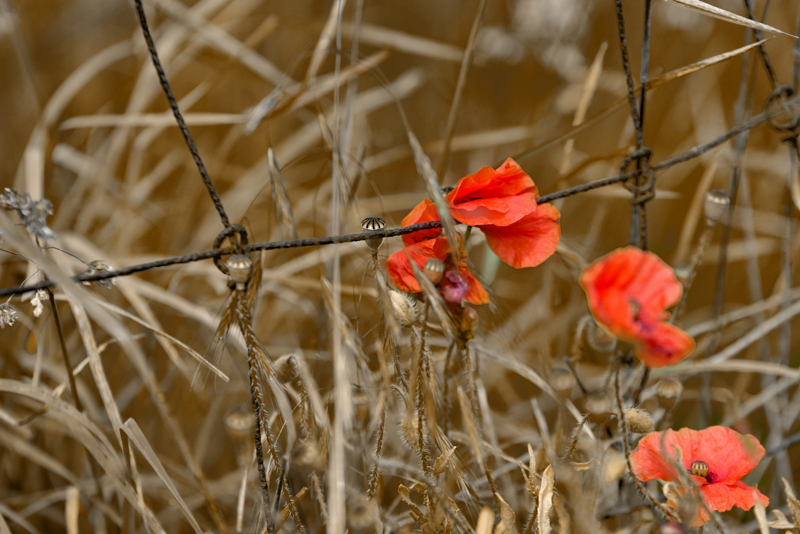 poppy on wire