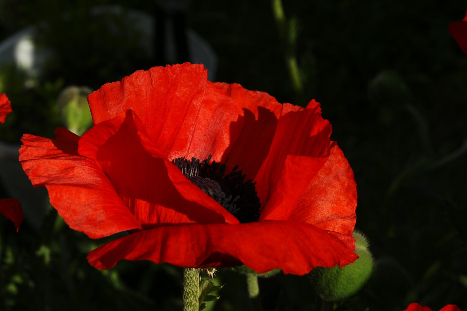 poppy opening