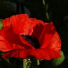 poppy opening