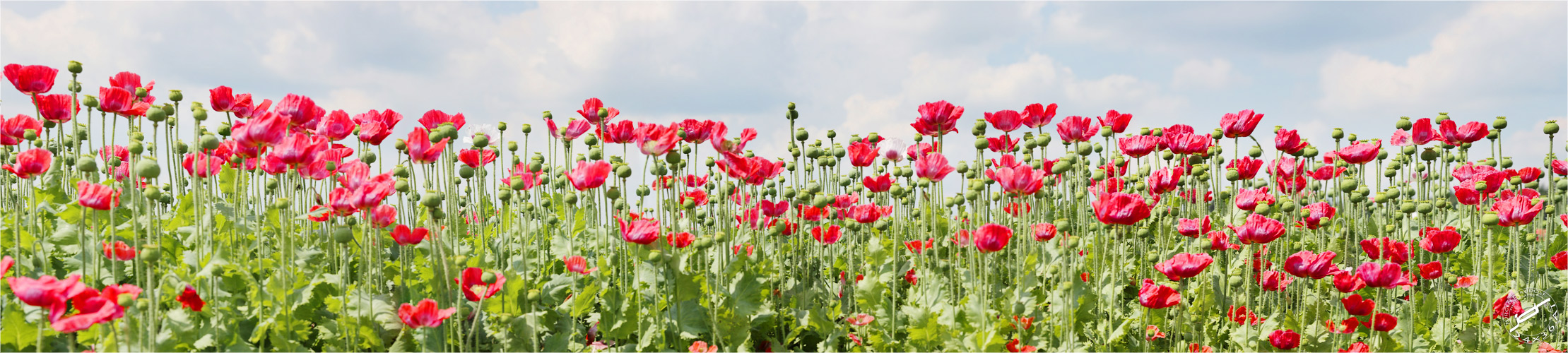 poppy pano