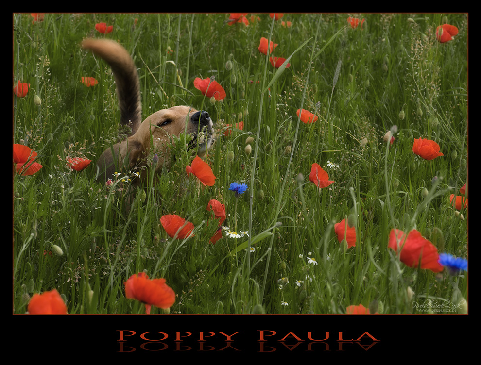 Poppy Paula ;o)