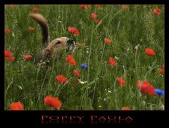 Poppy Paula ;o)