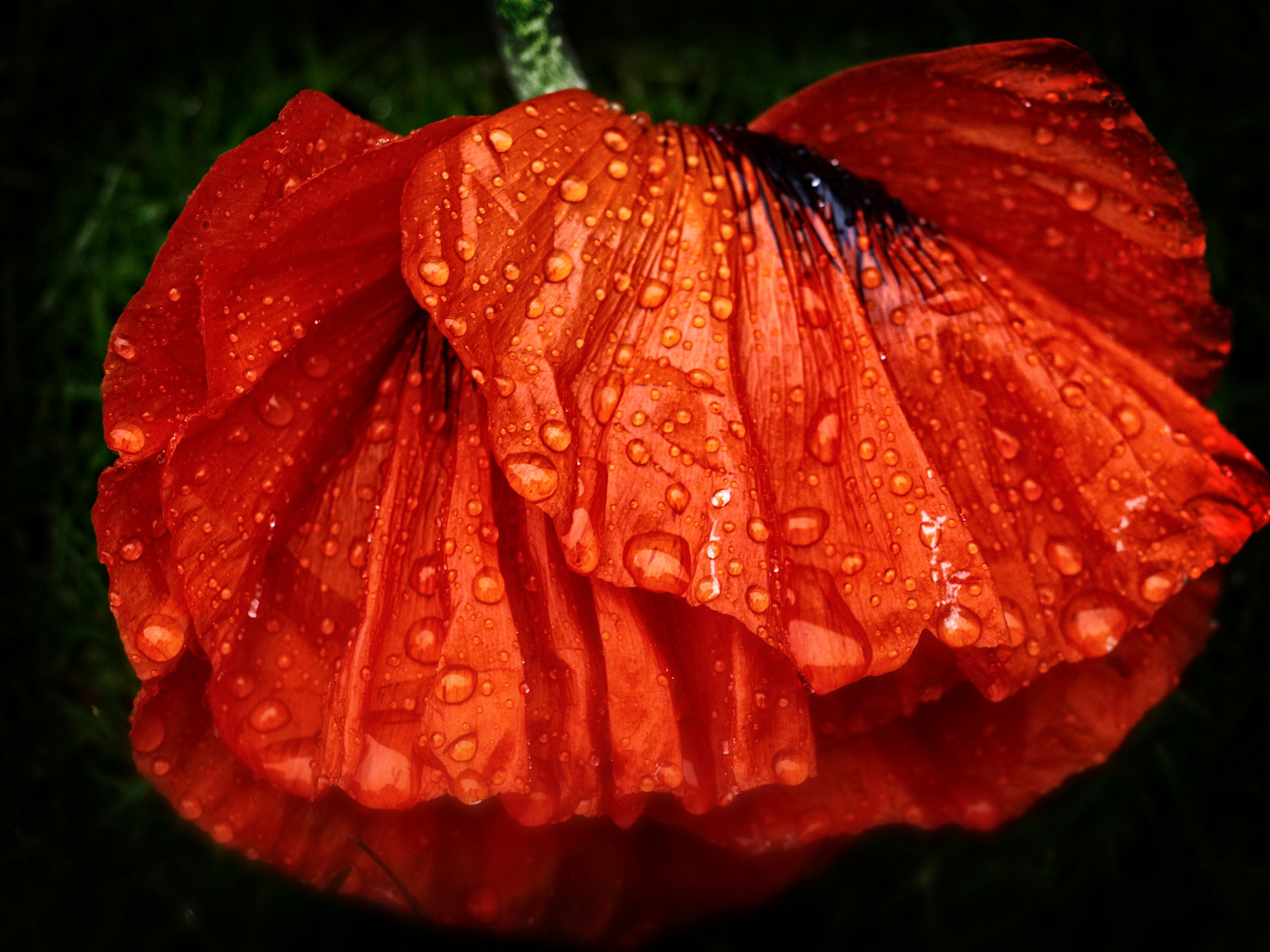 Poppy petals with raindrops 02