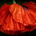 Poppy petals with raindrops 02