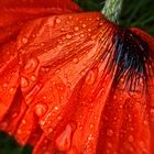 Poppy petals with raindrops