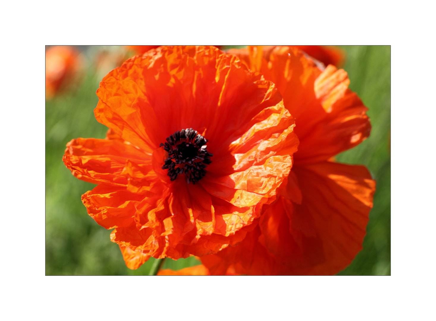 Poppy-red