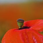 poppy-red      - Vergänglichkeit