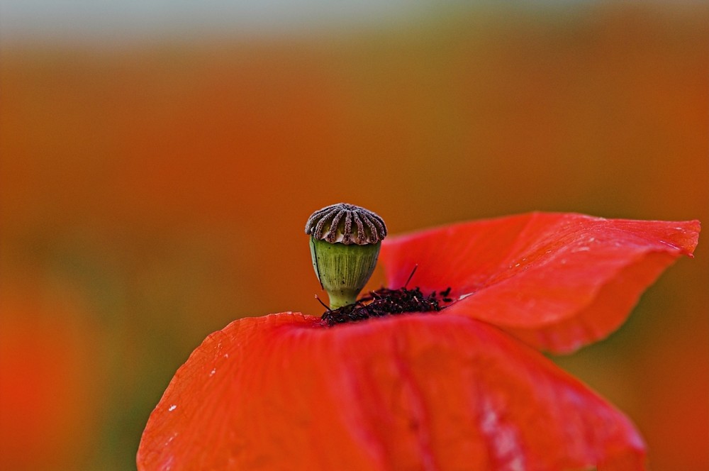 poppy-red      - Vergänglichkeit