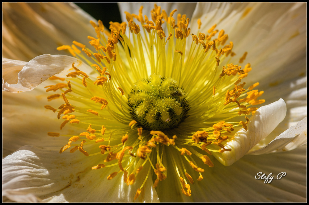 Poppy (reloaded)