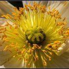 Poppy (reloaded)