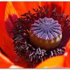 Poppy Season 2012