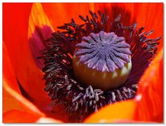 Poppy Season 2012