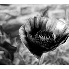 poppy seed