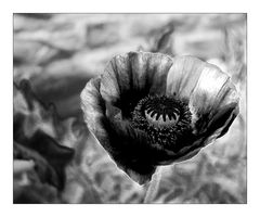 poppy seed