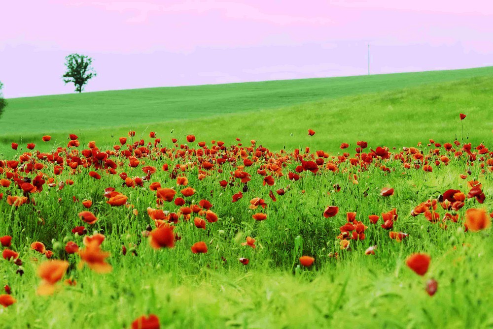 poppy-seed-cross