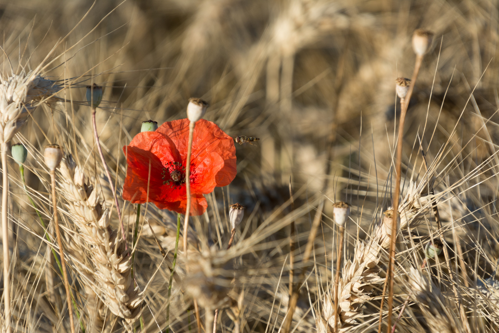 Poppy Seed flower