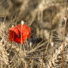 Poppy Seed flower