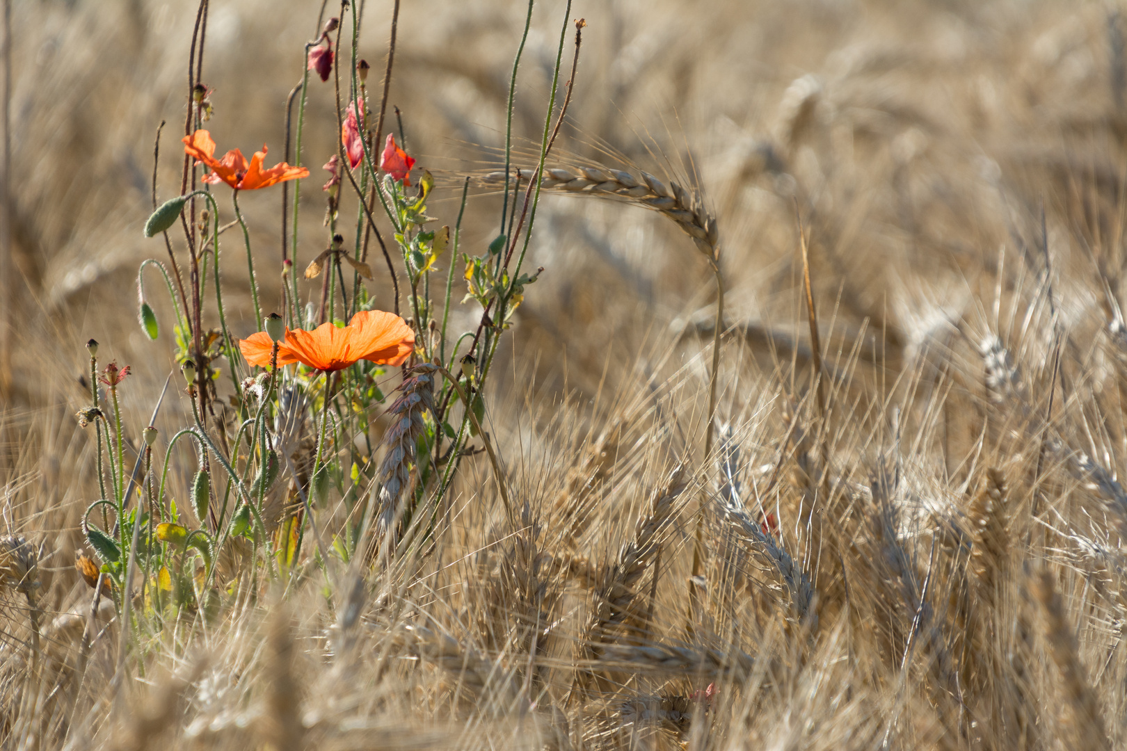 Poppy seed flower in backlight