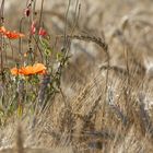 Poppy seed flower in backlight