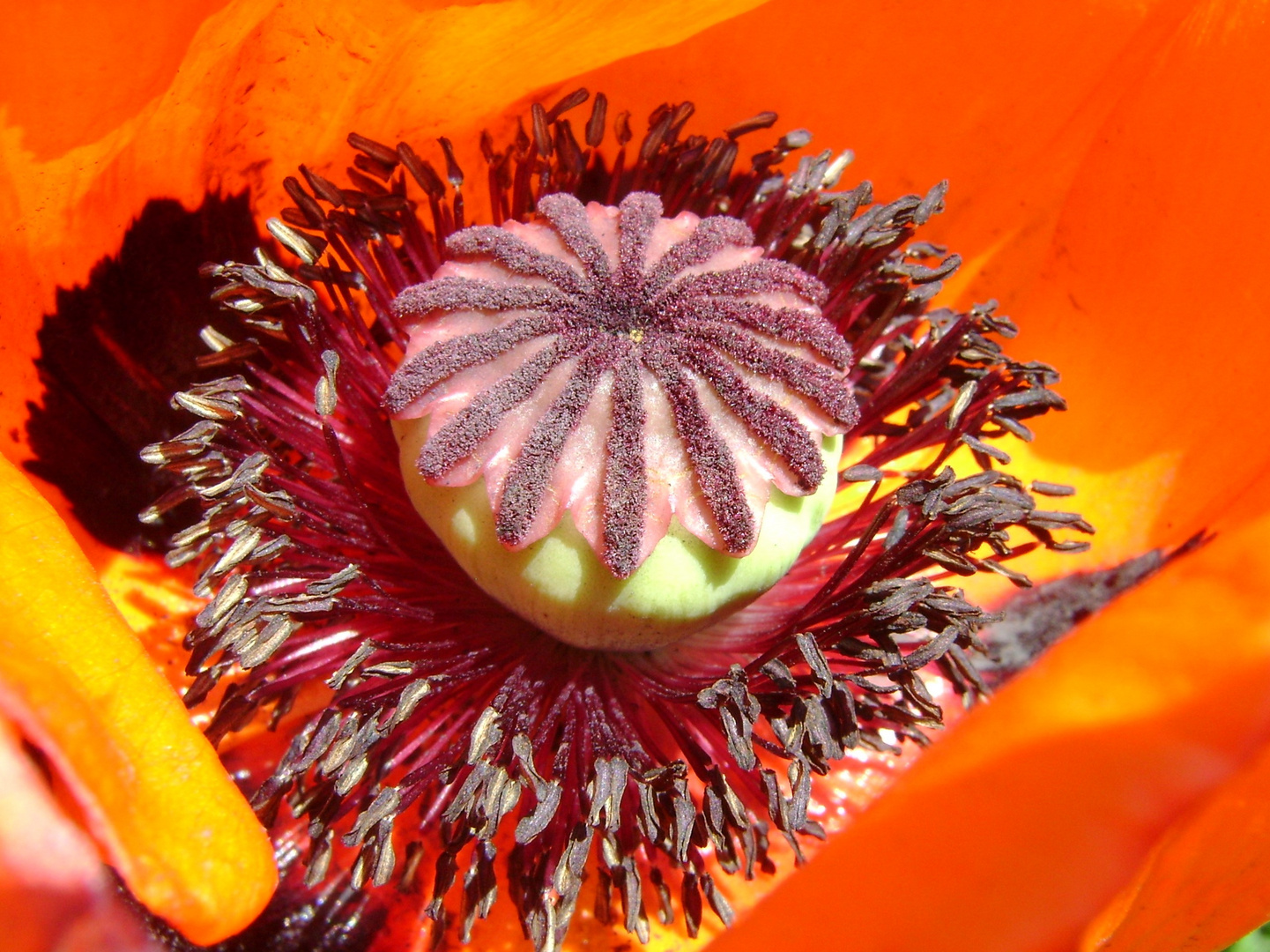 Poppy seed in June