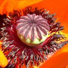 Poppy seed in June