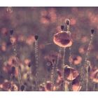 poppy stories  #II