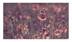 poppy stories  #II