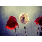 poppy stories # III