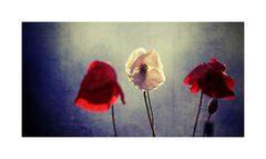 poppy stories # III