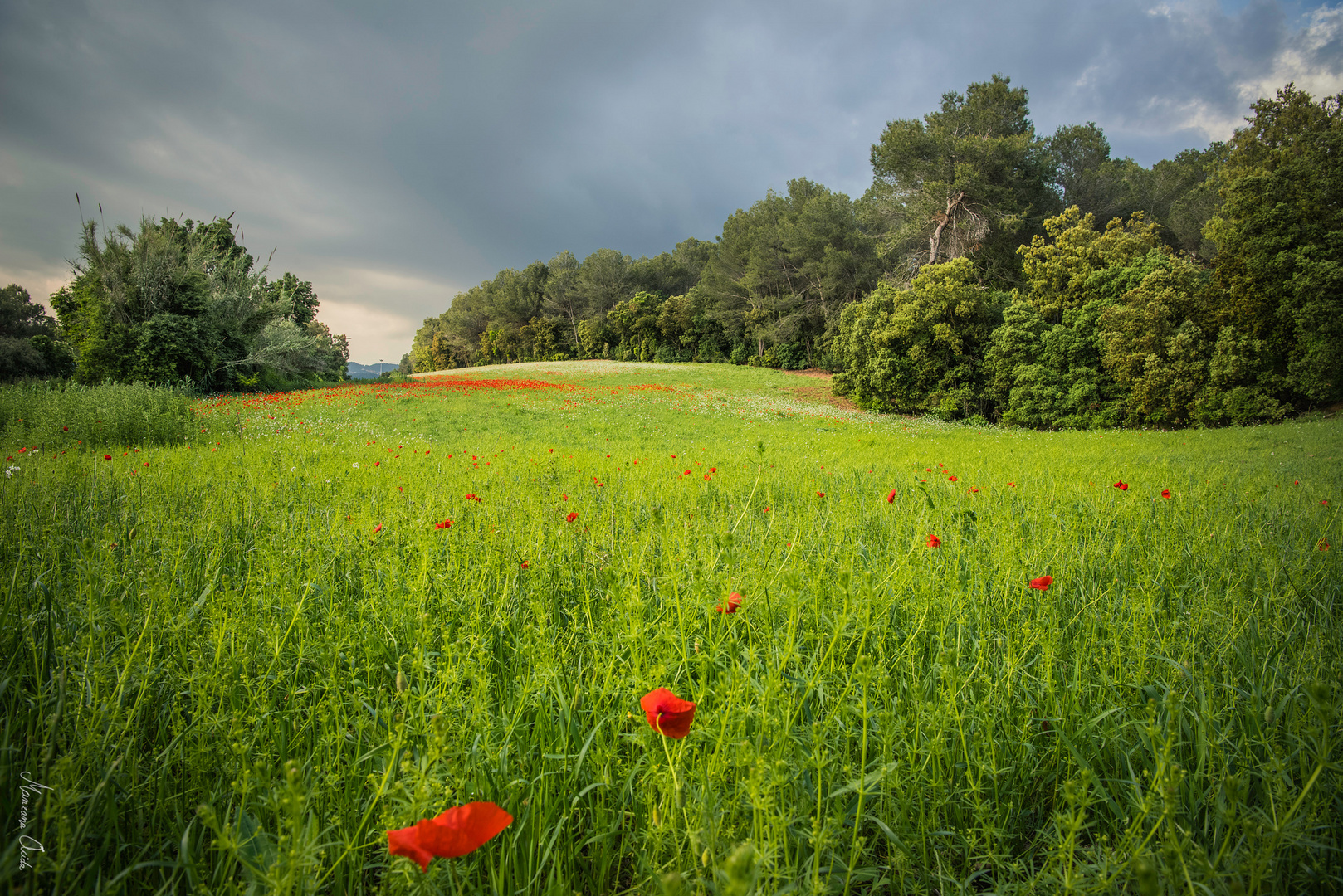 Poppy Storm...