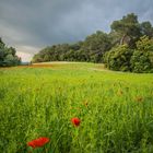 Poppy Storm...