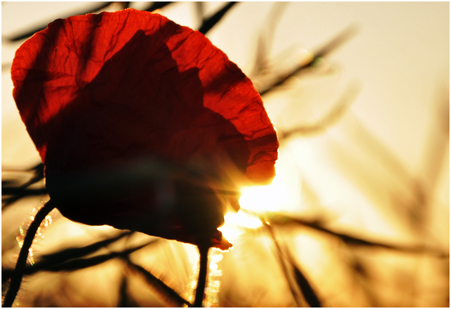 Poppy Sunrise