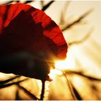 Poppy Sunrise