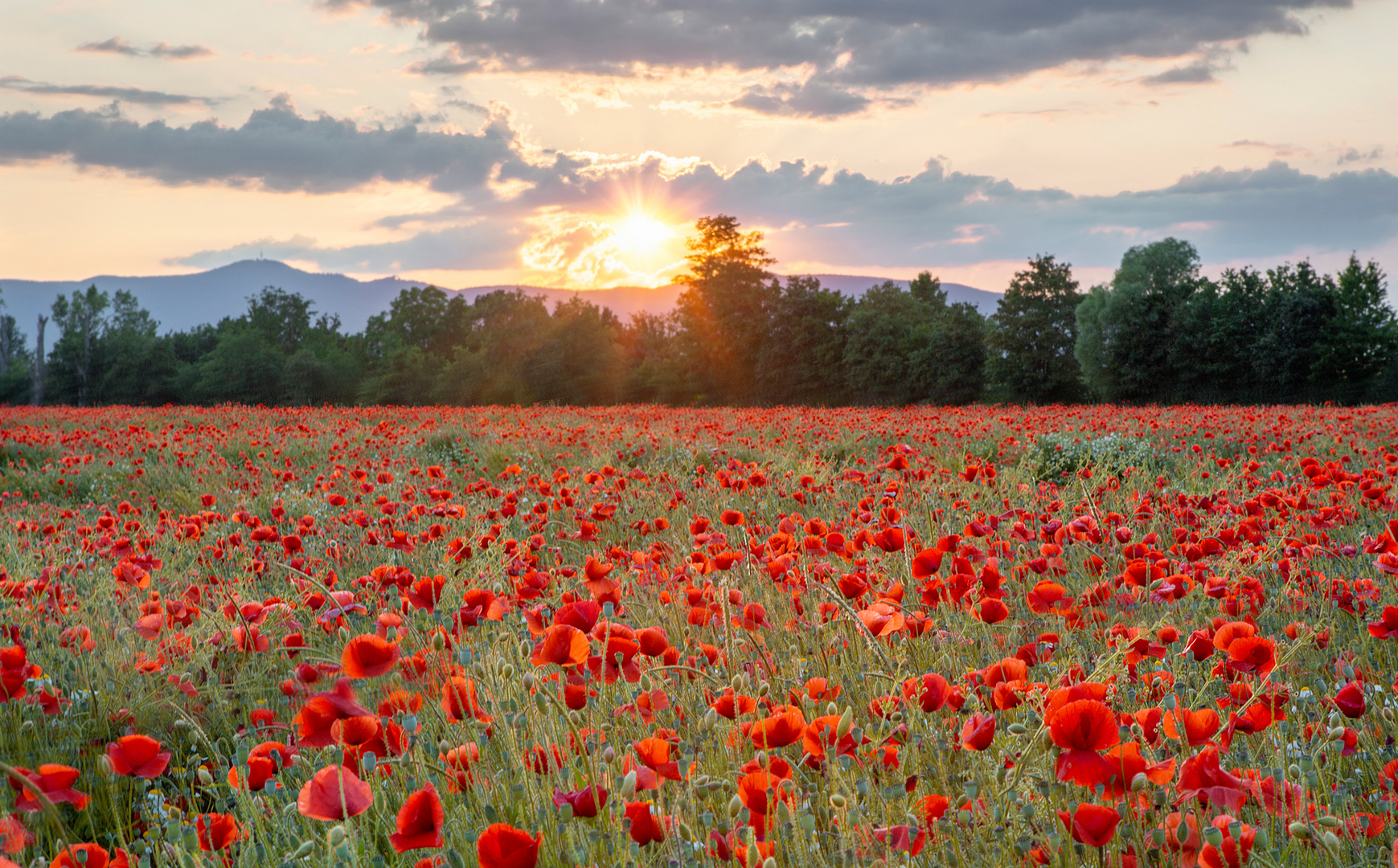 Poppy sunset*