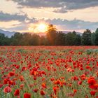 Poppy sunset*