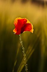 Poppy Time