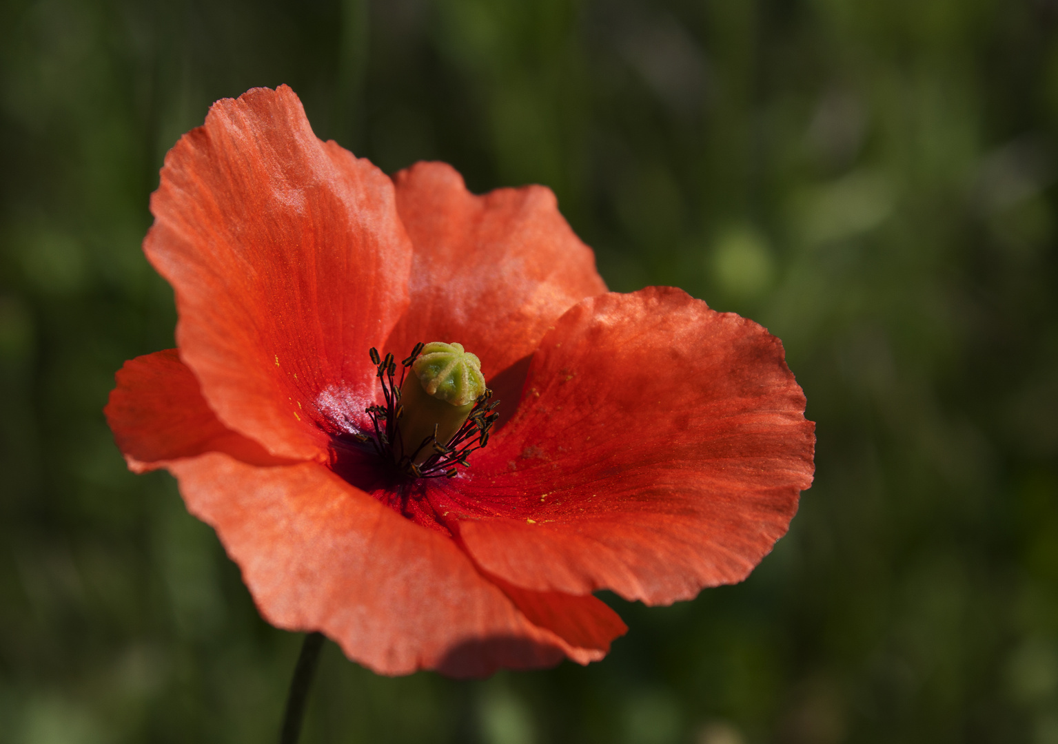 poppy time