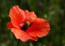 poppy time by Ela-Otto 