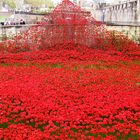 "Poppy-Wasserfall"